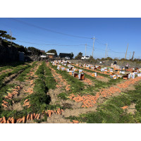 제주도 월정리 당근